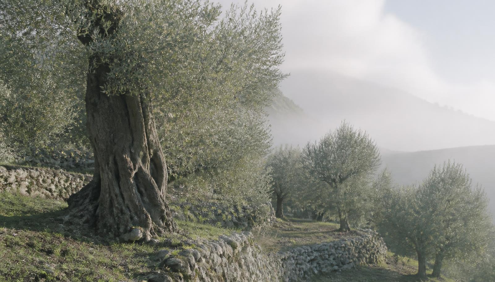 Ancient olive trees on a terraced hillside in morning mist.
